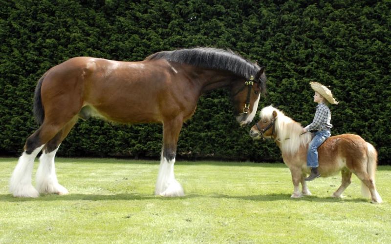 pony